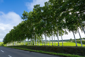 Row of white birch trees
