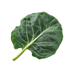 Single Vibrant Green Collard Green Leaf Isolated on Black Background