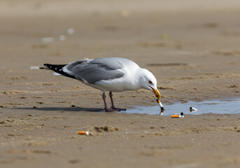 Seagull picks up cigarette butt beach pollution