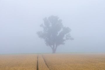 A tree in the mist