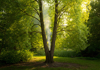 Smoke emerging from split tree trunk