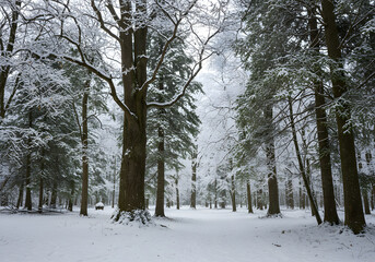 Snowy forest landscape