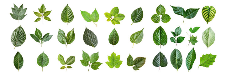 Diverse Collection of Green Leaves Isolated on White Background, Isolated on Transparent, white background