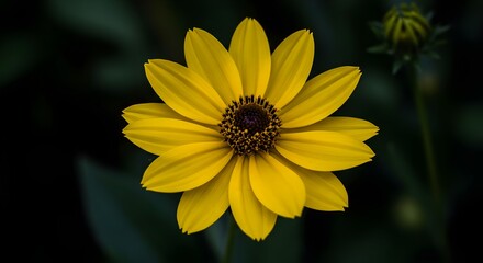 Bright Yellow Flower with Brown Center Against Dark Background