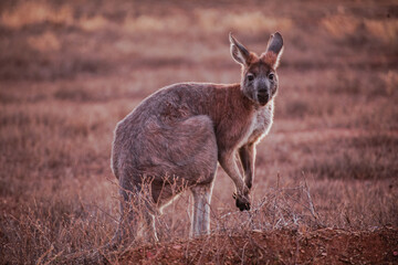 kangaroo in the grass
