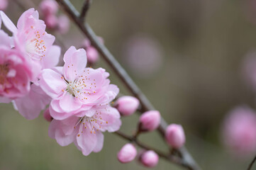 静岡県磐田市敷地里山公園の満開の花桃