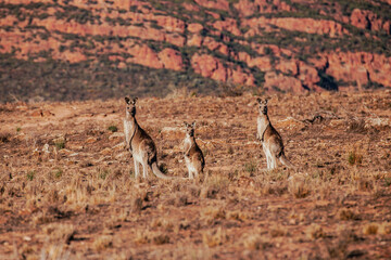 Three kangaroos in the bush, Australia