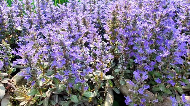Ajuga reptans, Bugleherb or the bugleweed purple flowers 