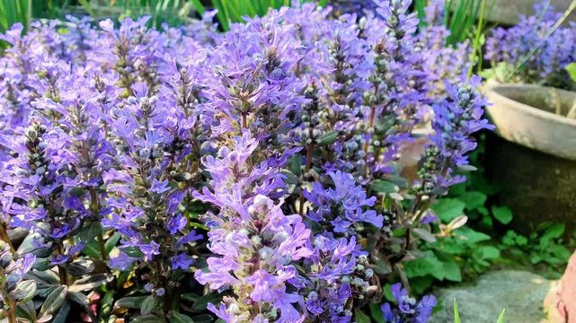Ajuga reptans, Bugleherb or the bugleweed purple flowers 