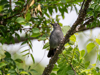 Gray catbird perched on a limb