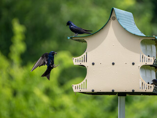 Purple martin bird flying to bird house