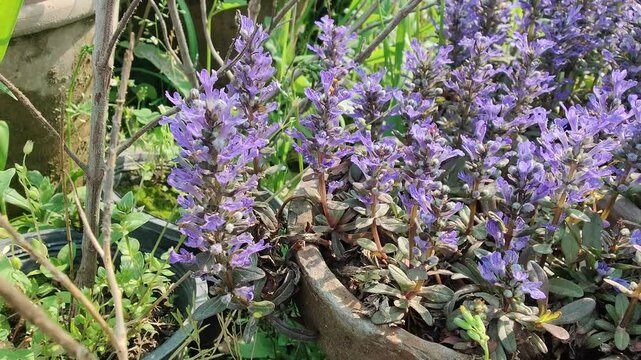Ajuga reptans, Bugleherb or the bugleweed purple flowers 