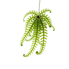 Exquisite Hanging Fern, A Study in Delicate Greenery and Intricate Curls, Capturing the Essence of Nature's Beauty