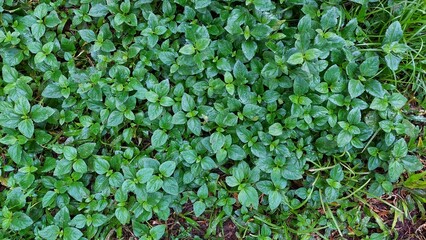 The image shows a dense patch of low-lying green plants, forming a carpet-like ground cover. The plants have small, ovate leaves with slightly serrated edges, and they grow closely together, creating 