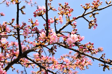 Cherry Blossom Trees at Sunset in Full Bloom