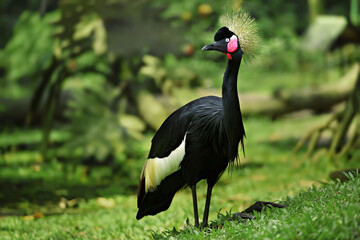 A stunning black-crowned crane with a golden crest stands gracefully on an expansive grassy background, surrounded by nature's foliage and exuding an air of elegance and poise.