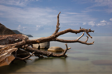 dead tree on the beach