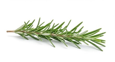 Fototapeta premium Rosemary sprig isolated on white background