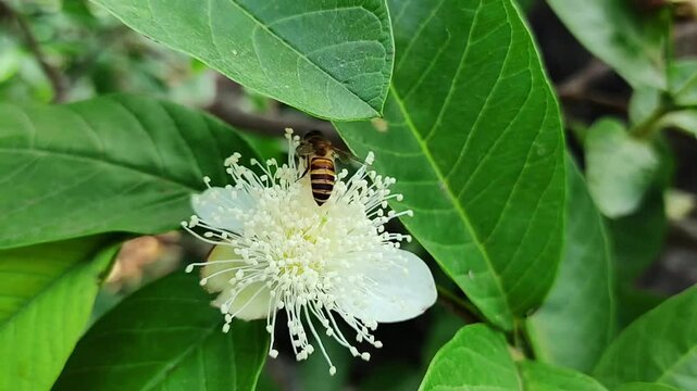 The bee collect hunny on a flower 