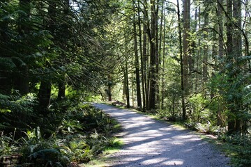 Evergreen forest path sunlight filtering through dense canopy