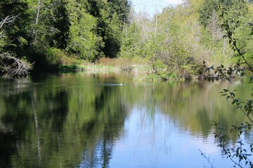 Reflection of trees in the calm surface of water