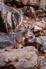 Fototapeta premium Yellow-footed rock wallaby in Ikara–Flinders Ranges National Park, South Australia