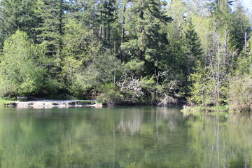 Fresh green leaves and the reflection of trees in the calm surface of water