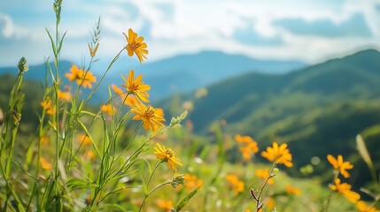 yellow flowers in the mountains