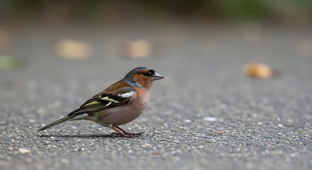 Close-up of a Fringilla Coelebs Bird Walking on the Ground