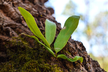Beautiful Green Leaf Patterns in the Big Forest.