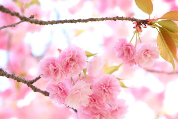 満開の八重桜（花笠）のクローズアップ　白背景