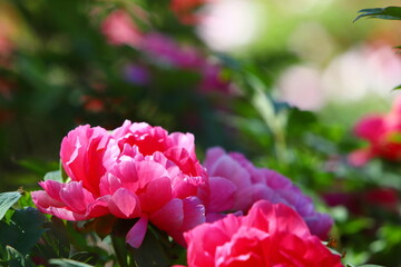 満開の牡丹のクローズアップ