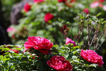 満開の赤い牡丹