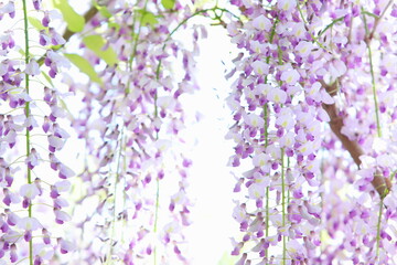 Obraz premium 満開の藤の花