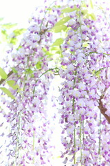 Obraz premium 満開の藤の花