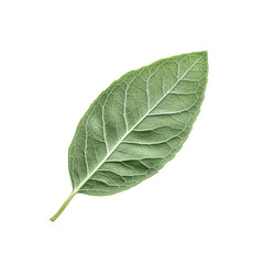 Obraz premium Single Green Leaf Isolated on Black Background - Detailed Macro Photography of Plant Foliage