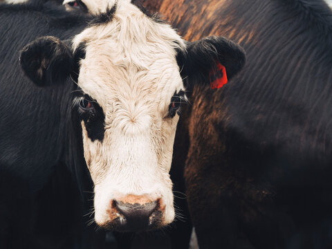Black and white cow closeup