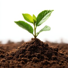 Fresh Green Seedling Emerging from Dark Rich Soil Against Bright Background in Nature Concept of Growth, Renewal, and Environmental Care