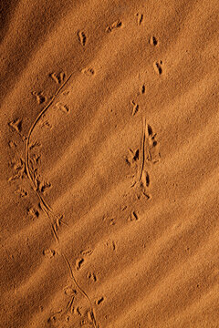 Animal tracks in rippled sand