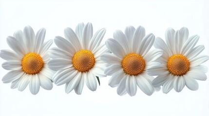 Fototapeta premium Close-up of four white daisies with bright yellow centers arranged side by side on a plain white background