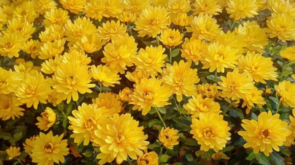 Bright yellow chrysanthemum flowers densely packed together with lush green leaves underneath, evoking a cheerful and vibrant feeling