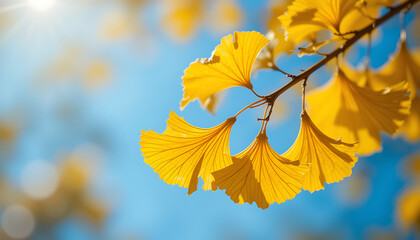 Obraz premium autumn leaves in the sun yellow maple leaves yellow autumn leaves beautiful view and seen beautiful background and wallpaper hd picture 