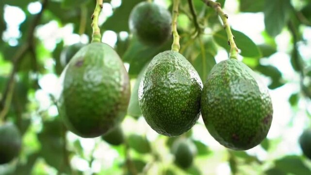 Close up shot of ripe avocados hanging from a tree branch in an avocado orchard view