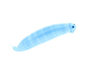 Close-up of a transparent blue mosquito larva in water