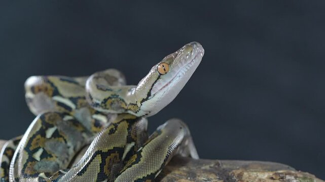Python on a tree
