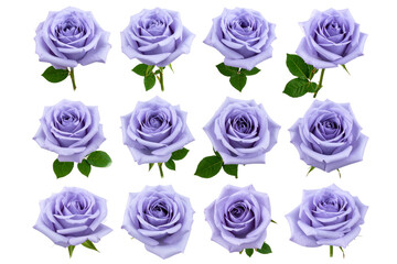 Set of Beautiful single lavender rose isolated on a transparent background