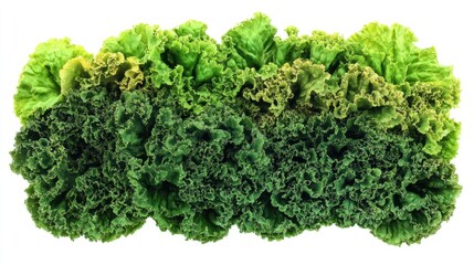 Fresh green lettuce leaves healthy food salad ingredient culinary vegetarian vegan