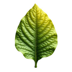 Highly Detailed and Realistic Papaya Leaf Showcase, Intricate Veins and Textures on a Single Leaf Against a Plain Field