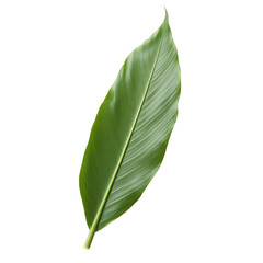 Obraz premium Highly Detailed Depiction of a Single Palm Leaf Against a Solid Color Promoting Simplicity and Tropical Beauty