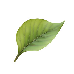 Fototapeta premium Highly Detailed Langsat Leaf Illustration Showcasing Intricate Veins and a Smooth Surface Depicted on a Plain Field